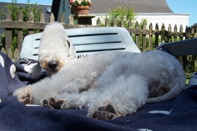 Unsere Hunde 11.05 (5).JPG